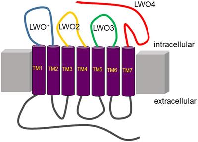 Kinetics of cone specific G-protein signaling in avian photoreceptor cells